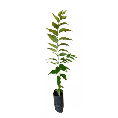 Genérico, Muda de Groselha Hibrida 20 a 40cm AMK - Plantas Online