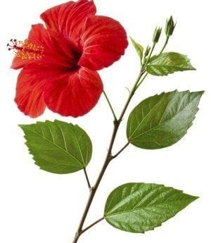 Miniatura 2 de Hibiscus Powder 100g  Sembaruthi  Hibiscus rosa sinensis leaf
