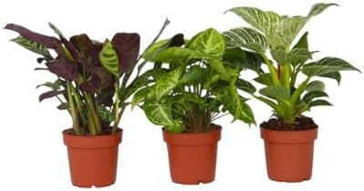 Plant in a Box - Mélange Maison - Mélange de 3 plantes - Plantes ...