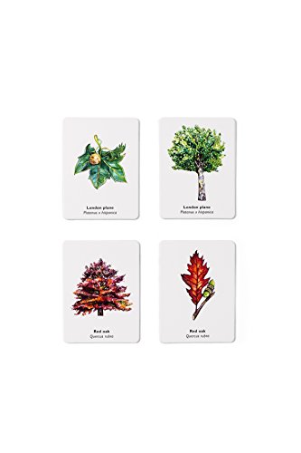 Match a Leaf: A Tree Memory Game - Image 3