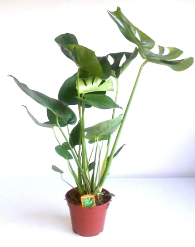 Swiss Cheese Plant - Monstera Deliciosa-Air Purifying- Height 60-70 cm