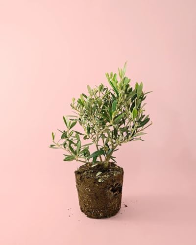 Olivo Enano | Mini Arbol Frutal Natural Pur Plant