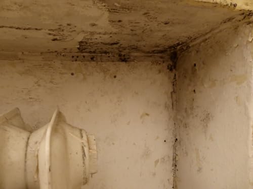 Baufan Schimmelspray 1 Liter | mit Aktivchlor | sofortige Wirkung | ideal für Silikon- und Fliesenfugen | vorsichtig Biozidprodukt