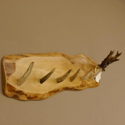 GTK - Geweihe & Trophäen KRUMHOLZ Geweih Garderobe mit 6 Haken aus Rothirschspitzen auf Holzbrett Rehgeweih Wandgarderobe Unikat 27.8.91