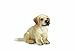Schleich - 16342 - Figurine - Animaux - Golden Retriever Chiot