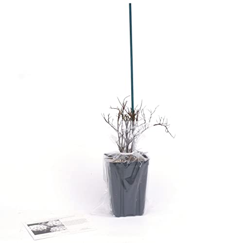 Van Zyverden Spiraea Snowmound 4" Potted Rocketliners® #TOP4