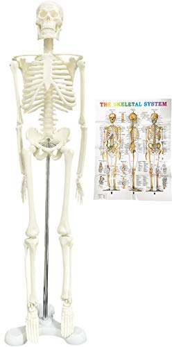 Mini Skeleton - Human Skeleton Model for Anatomy Anatomical Skeleton Human Skeleton Anatomy Skeleton Model 17in