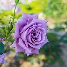 Aiden Gardens Rare Grafted Climbing Rose Plant Blue Moon Blue Blooms 2 Live Plant (B093P1RTRS) Amazon Price History, Amazon Price Tracker