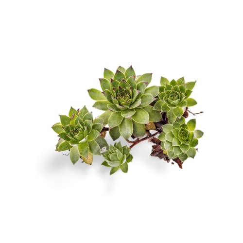 OhhSome Succulent Plant Natural Live Sempervivum Tectorum Succulents For Office Desk Plants Home Indoor (Healthy Plant)