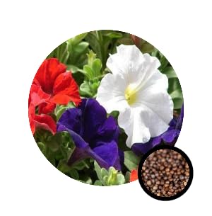 Petunia Mix Flowers Terrace Garden Hanging Pots Seeds - Pack of 30 Seeds (B0B3TNR6QN) Amazon Price History, Amazon Price Tracker