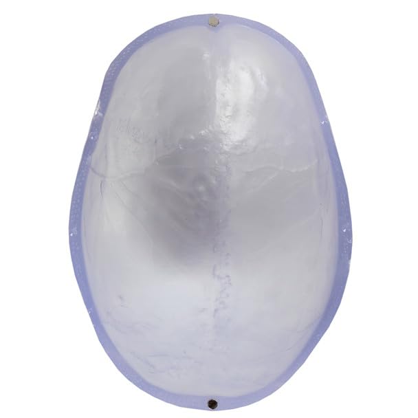 Axis Scientific 3-Part Life-Size Clear Human Skull - Detailed Articulated Translucent Anatomy Model for Anatomists and Medical Students - Display Human Skull Features - Durable and Realistic