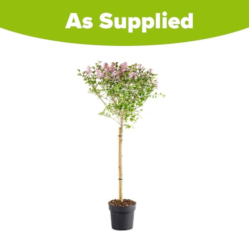 YouGarden Standard Lilac Tree Syringa 'Palibin' 90-120cm Tall in 3 Litre Pot, Potted Trees & Shrubs for Gardens or Patios, Supplied as 1 x Standard Lilac Tree in 3L Pot
