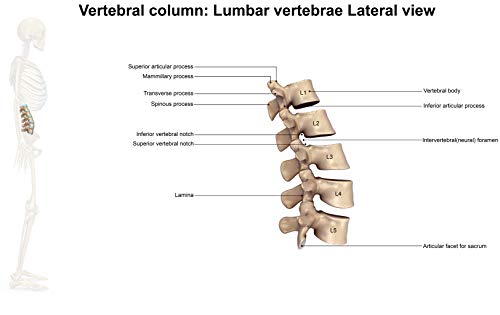 Image of Samsonite SA5294 Ergonomic Lumbar Support Pillow Helps Relieve Lower Back Pain 100% Pure Memory Foam Improves Posture Fits Most Seats Breathable Mesh Washable Cover Adjustable Strap