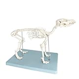 UIGJIOG 1:1 Echtgroßes Hundeskelett-Modell, Hunde-Anatomie-Lehrmodell, kleines...
