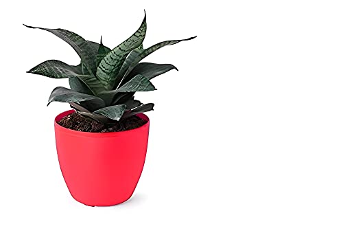 Image of Live Black Snake Plant with Yellow Decorative Pot Indoor Plants for Living Room, Home & Office Decoration And Garden (3Inch Pot, Yellow)