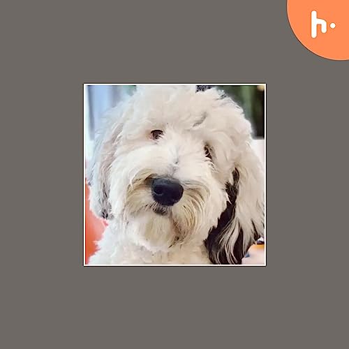 Bunny The Dog cover art