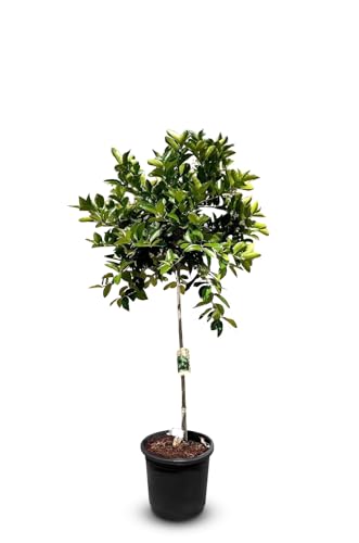 Sunny Tree - Limettier - 8 años - Citrus Latifolia - Planta de cítricos - 160 centímetros - Mercancía A