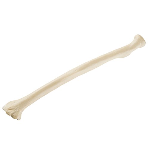 Image of 3B Scientific 1019610 Orthobones Standard Radius Bone Model, Left