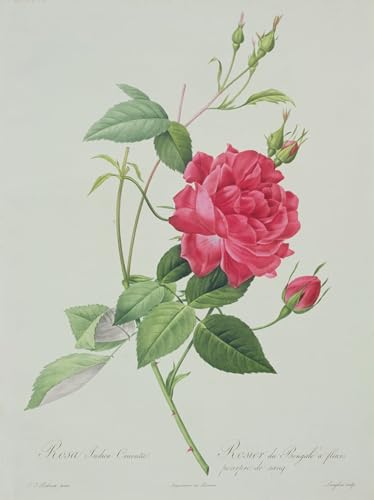 Tableau Rosa Indica Cruenta Pierre Redouté Affiche Toile 60x90cm