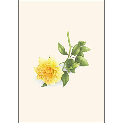 Image of Earth Sky + Water - Rose Assortment Notecard Set - 8 Blank Cards with Envelopes (4 each of 2 styles)