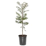 Chinese Pistache, Deciduous, Shade Tree, Drought Tolerant, Hardy, Medium Sized, Medium Growth Rate, 1-2 ft Tree Height, 1 gal Grower Pot (Due to Agricultural Laws, we Cannot Ship to CA, AZ, AK, or HI)