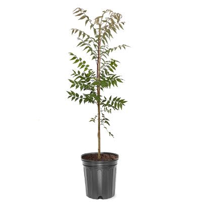 Chinese Pistache, Deciduous, Shade Tree, Drought Tolerant, H...