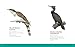 The Visual Directory of Birds of North America: Discovering the Continent’s Most Captivating Birds - Includes 15 Beautiful Art Prints and Birdwatcher Collectibles