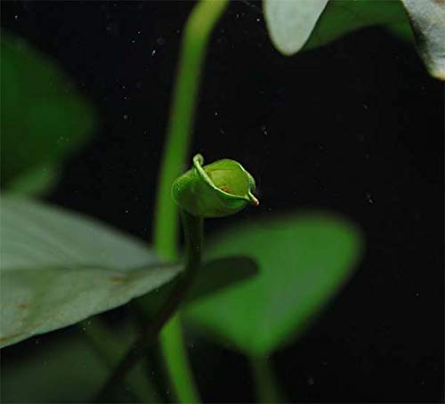 OrinocoPlants Copy Anubias barteri