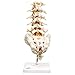 Anatomical Model - Lumbar Spinal Column - Includes 3b Smart Anatomy