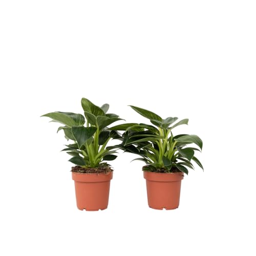 Plant In A Box - Filodendro - Philodendron 'White Wave' - Set Di 2 - Piante Da Interno - Vaso 12Cm - Altezza 25-40Cm - Foglie Speciali