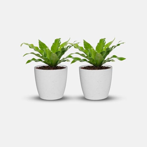 Image of YUCCABE ITALIA SHERA Stella 5 Inch Plastic Plant Pot for Home Decor Indoor Plant Pots for Living Room Plastic Flower Pot for Garden (Marble White, 6 INCH - 2 Pcs)