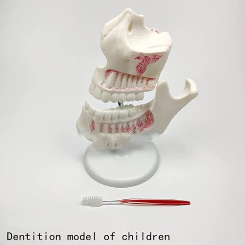 Modèle de dentition enfant avec dents de lait et permanentes AMITD pour enseignement - 3