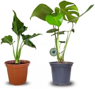 Kit com Mudas de Costela de Adão e Guaimbê Ideais para Ambientes ...