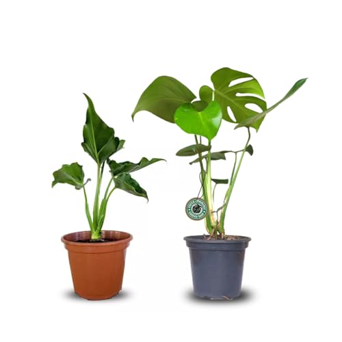 Kit com Mudas de Costela de Adão e Guaimbê Ideais para Ambientes Internos