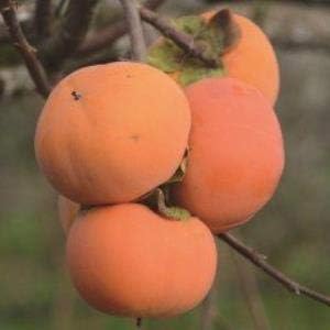 Tubular Chocolate Flavored Hachiya Persimmon Sapling