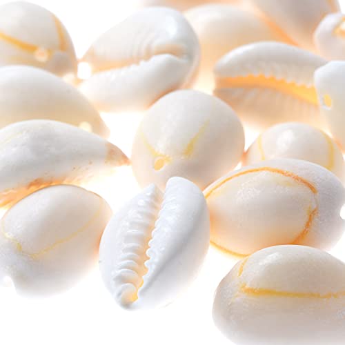 天然貝殻シェル ホワイトパール 10個セット