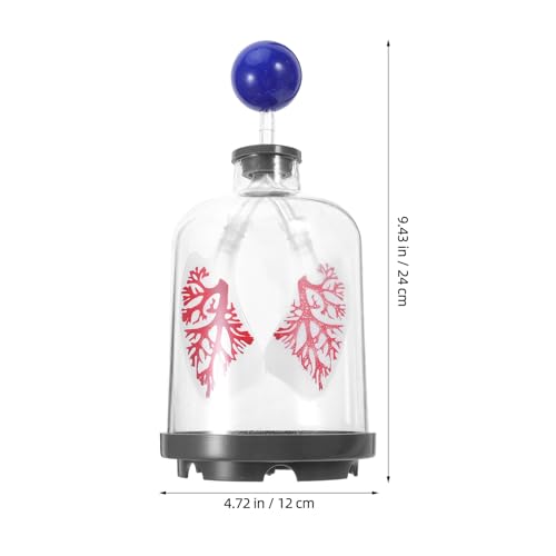 Modèle pédagogique pulmonaire FRCOLOR plastique pour démonstration sciences - 2