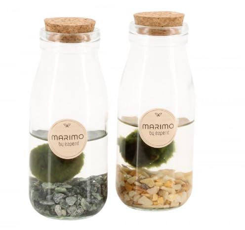 Marimo Moss Ball Terrarium Bottle Arrangementen Water Plant 6 cm Pot 20 cm Height
