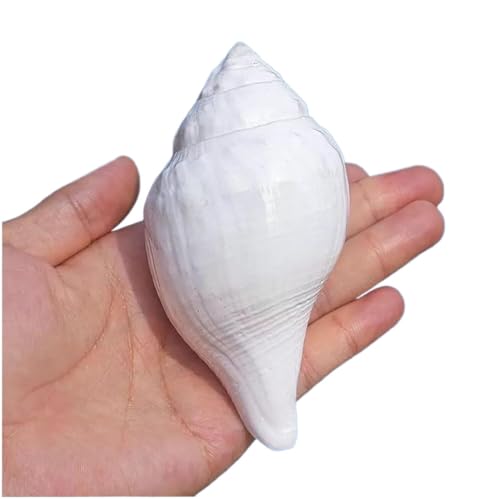 Conchas marinas naturales grandes blancas de 9 a 12 cm para manualidades y proyectos artesanales