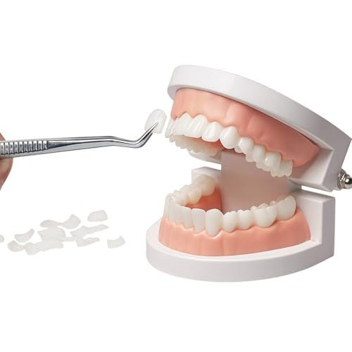 Image of 1 Pack Standard Teeth Model with 16 Dental Veneers,Prosthetic Bonding and Removal Model for Dental Aesthetics Training,Practice,Teaching