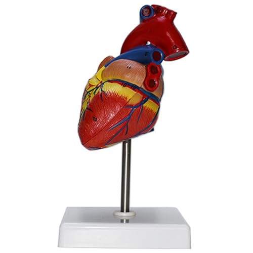 Image of Haobase Life Size Human Heart Anatomical Model, 2-Part Educational Medical Display with Stand
