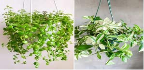 Nandhanam 2 hanging plants combo - Tangled heart/wandering jew white - 15 healthy strings each (B0BSCGK8NT) Amazon Price History, Amazon Price Tracker