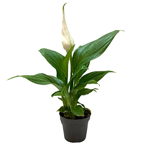 Lirio de la Paz Mini Spathiphyllum Planta Natural con Flores Blancas