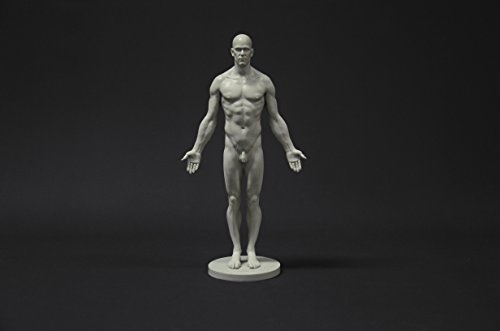 Image of Male Anatomy Figure Collection: Planar, Ecorche and Skin - Anatomical Reference for Artists