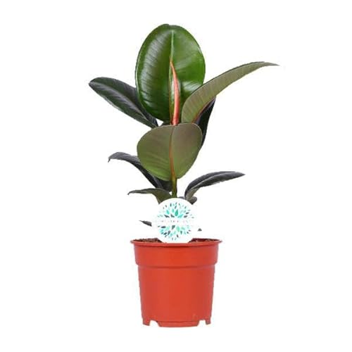Ficus Elastica Robusta – Ø 17 cm – 55 cm
