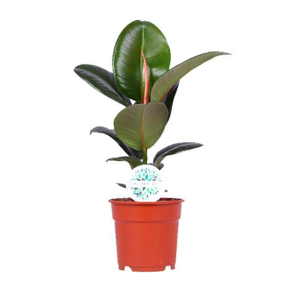 Gummibaum Ficus Elastica Robusta Zimmerpflanze Ø17 cm 55 cm