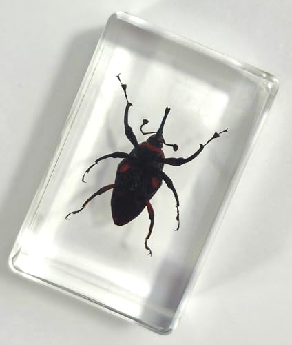 Image of 44mm Real Bamboo Weevil Long Horned Beetle in Crystal Clear Lucite Resin Specimen Preserved Insect Bugs Taxidermy Collection for Biology Science Education & Desk Ornament Display Supplies