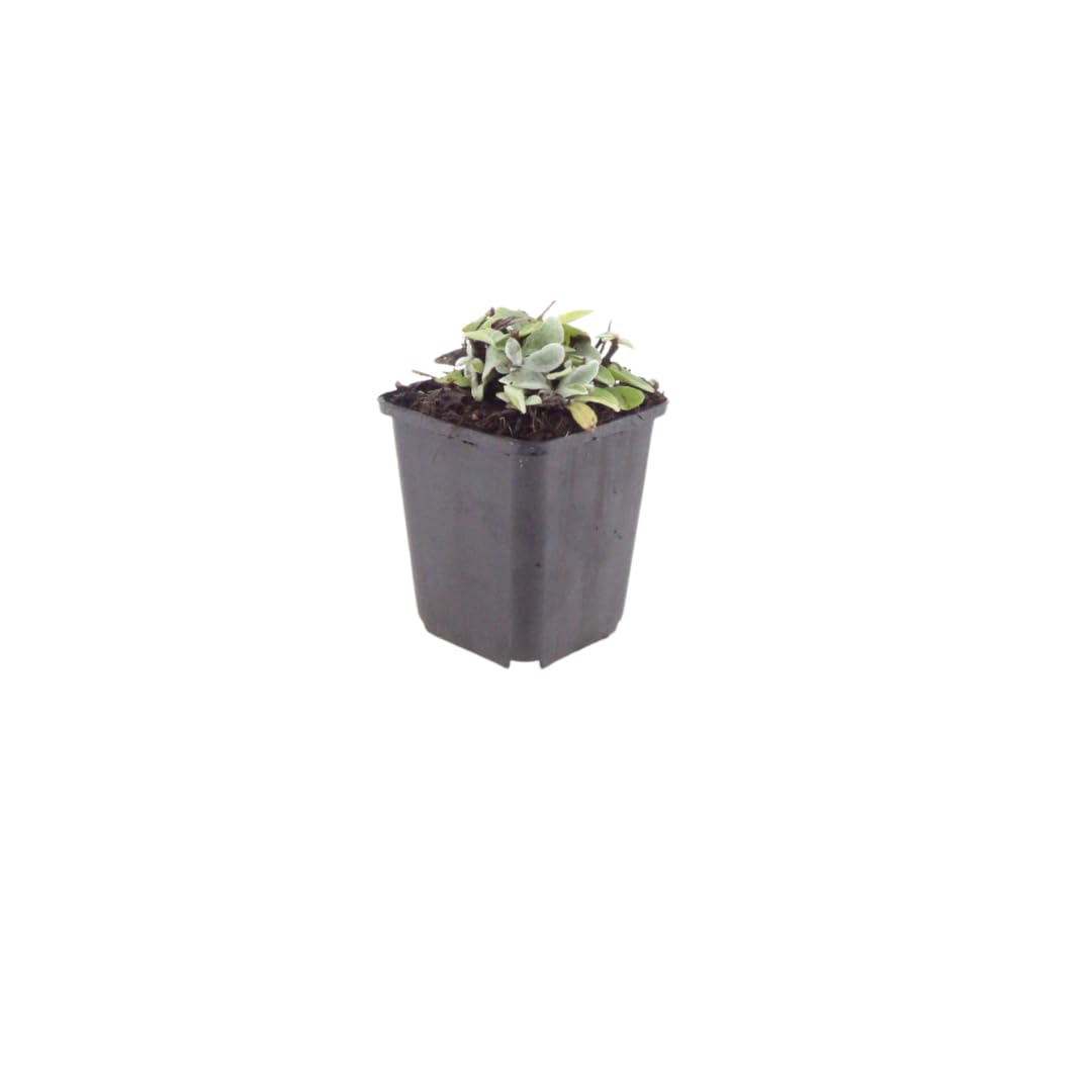 Anaphalis Triplinervis con Foglie Argento, per Giardino, Bianco, Set da 24