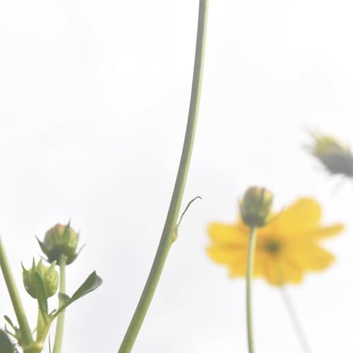 David Cordero & Rhucle