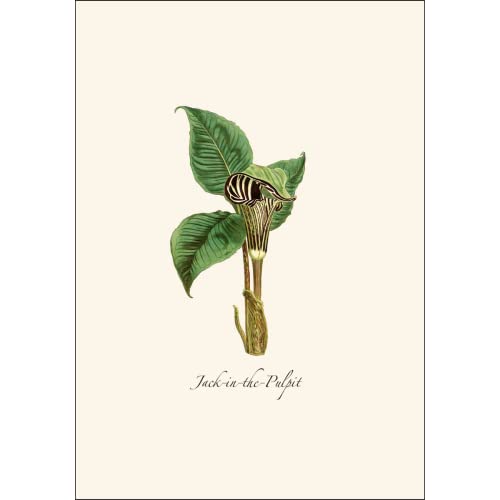 Image of Earth Sky + Water - Woodland Wildflower Assortment Notecard Set - 8 Blank Cards with Envelopes (2 each of 4 styles)